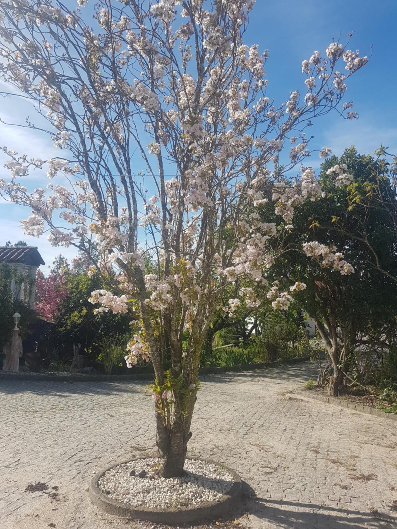 Cantinho Das Barrocas Penalva do Castelo Exteriör bild